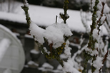 neige
